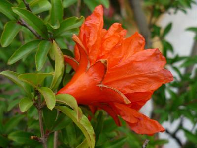 Punica granatum